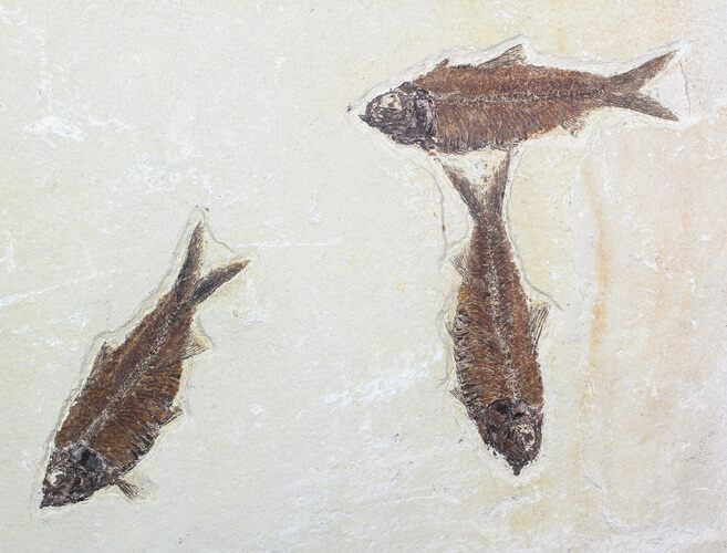 Three Large Knightia Fossil Fish - Wyoming #62667